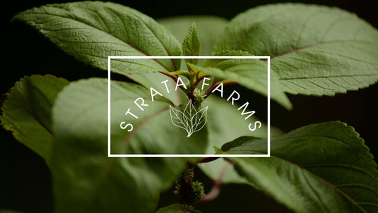 Discovering Māmaki: Hawaii's Ancient Healing Herb