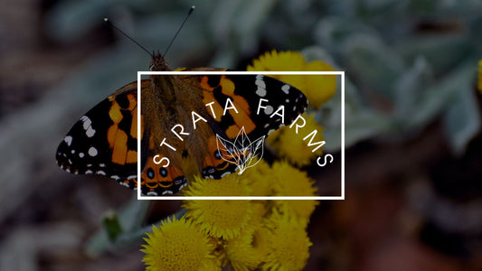 Save the Kamehameha Butterfly: Sip Māmaki