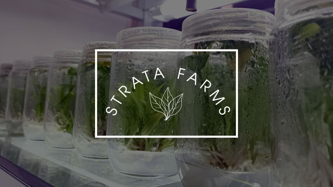 Māmaki Magic: Powerful Antimicrobial Benefits