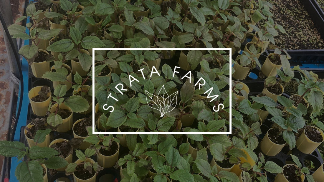Our Steps to Grow Māmaki