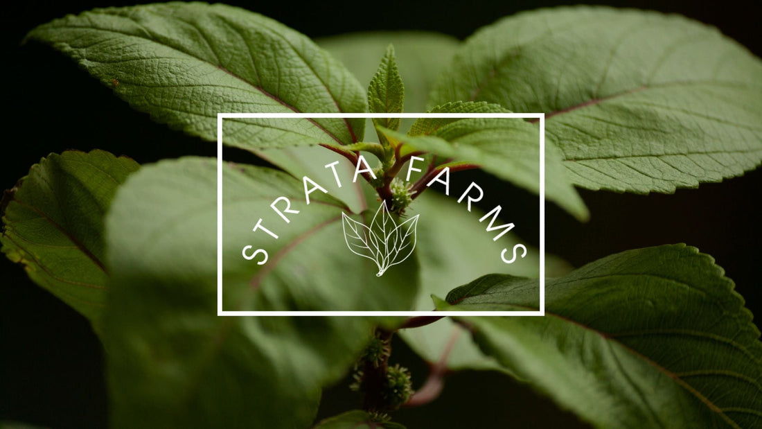 Discovering Māmaki: Hawaii's Ancient Healing Herb